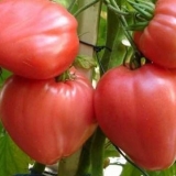Oxheart tomatoes